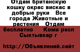 Отдам британскую кошку окрас вискас в добрые руки - Все города Животные и растения » Отдам бесплатно   . Коми респ.,Сыктывкар г.
